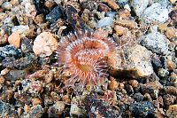 Fauna & Flora: Underwater life, White Sea