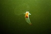 Fauna & Flora: Underwater life, White Sea