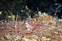 Fauna & Flora: Underwater life, White Sea