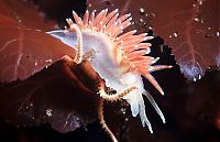 Fauna & Flora: Underwater life, White Sea