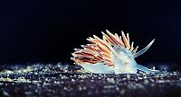 Fauna & Flora: Underwater life, White Sea