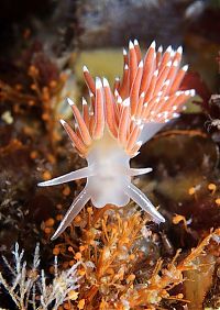 Fauna & Flora: Underwater life, White Sea