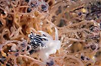 Fauna & Flora: Underwater life, White Sea