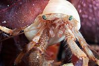 Fauna & Flora: Underwater life, White Sea