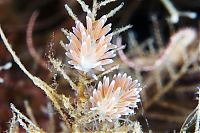 Fauna & Flora: Underwater life, White Sea