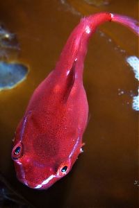 Fauna & Flora: Underwater life, White Sea