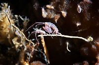 Fauna & Flora: Underwater life, White Sea