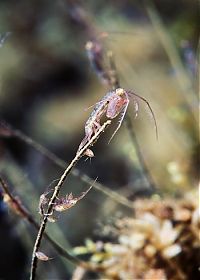 Fauna & Flora: Underwater life, White Sea