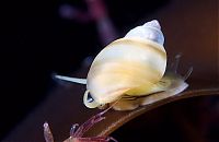 Fauna & Flora: Underwater life, White Sea