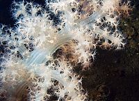 Fauna & Flora: Underwater life, White Sea