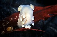 Fauna & Flora: Underwater life, White Sea