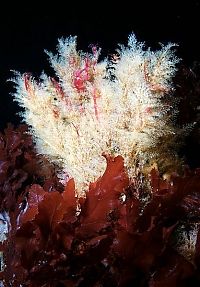 Fauna & Flora: Underwater life, White Sea