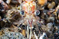 Fauna & Flora: Underwater life, White Sea