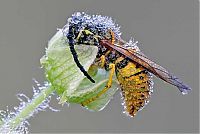 Fauna & Flora: insect macro photography