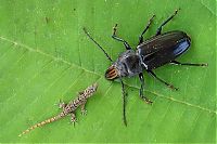 Fauna & Flora: insect macro photography