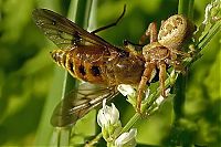 Fauna & Flora: insect macro photography