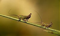 Fauna & Flora: insect macro photography