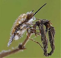 Fauna & Flora: insect macro photography