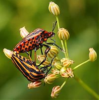 Fauna & Flora: insect macro photography