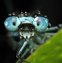 Fauna & Flora: insect macro photography