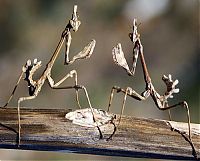 Fauna & Flora: insect macro photography