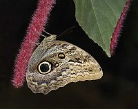 Fauna & Flora: insect macro photography