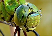 Fauna & Flora: insect macro photography