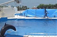 TopRq.com search results: Dolphin jumped out of the pool, Japan