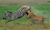 Fauna & Flora: zebra protects from predators