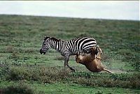 Fauna & Flora: zebra protects from predators