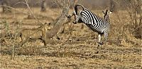 Fauna & Flora: zebra protects from predators