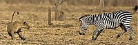 Fauna & Flora: zebra protects from predators