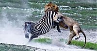 TopRq.com search results: zebra protects from predators