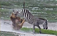 TopRq.com search results: zebra protects from predators