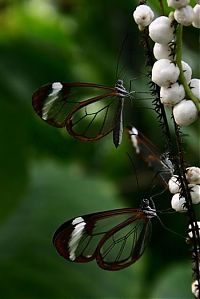 Fauna & Flora: glasswing butterfly