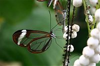 Fauna & Flora: glasswing butterfly