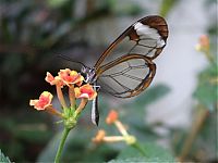 Fauna & Flora: glasswing butterfly