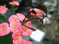 Fauna & Flora: glasswing butterfly