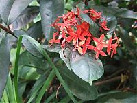 Fauna & Flora: glasswing butterfly