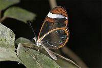 Fauna & Flora: glasswing butterfly