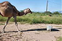 Fauna & Flora: camel playing with a trash bin