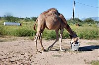 Fauna & Flora: camel playing with a trash bin