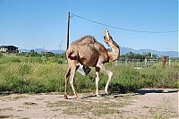 Fauna & Flora: camel playing with a trash bin