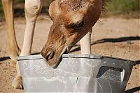 Fauna & Flora: camel playing with a trash bin