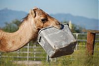 Fauna & Flora: camel playing with a trash bin