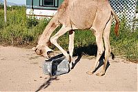 Fauna & Flora: camel playing with a trash bin