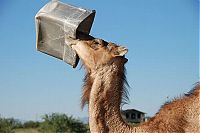 TopRq.com search results: camel playing with a trash bin