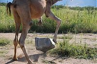 Fauna & Flora: camel playing with a trash bin