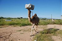 Fauna & Flora: camel playing with a trash bin