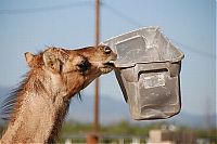 Fauna & Flora: camel playing with a trash bin